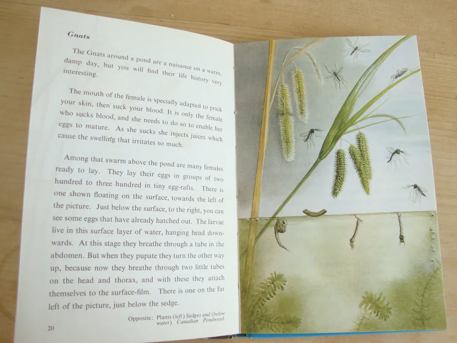 Cottontails Baby Vintage*VINTAGE Ladybird book - Pond Life (1966)