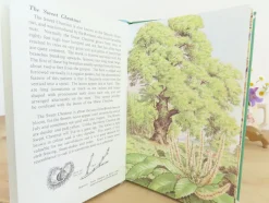 Cottontails Baby Vintage*VINTAGE Ladybird book - Trees (1970s)