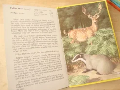 Cottontails Baby Vintage*VINTAGE Ladybird book - European Mammals (early 1970s)
